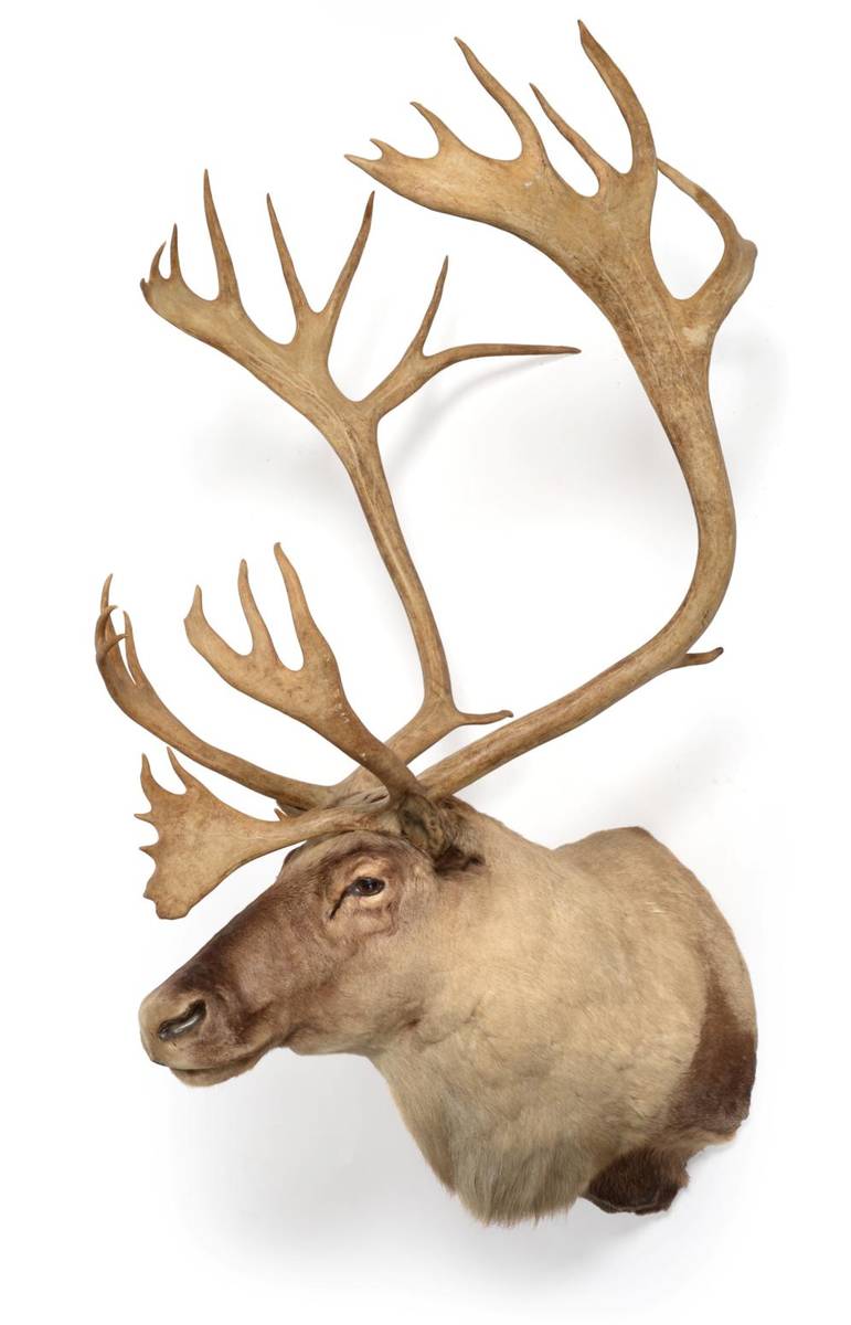 Lot 205 - Taxidermy: Caribou/Reindeer (Rangifer tarandus), circa late 20th century, impressive large shoulder