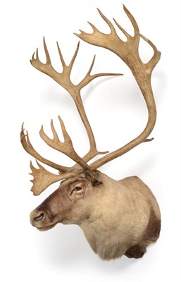 Lot 205 - Taxidermy: Caribou/Reindeer (Rangifer tarandus), circa late 20th century, impressive large shoulder