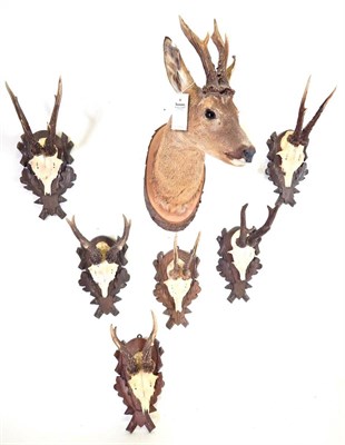 Lot 206 - Taxidermy: Roebuck (Capreolus capreolus), circa late 20th century, head mount turning to the...