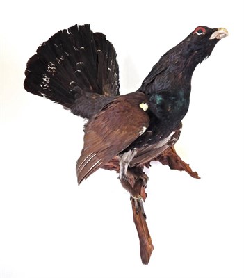 Lot 207 - Taxidermy: Capercaillie (Tetrao urogallus), circa late 20th century, full mount cock bird...