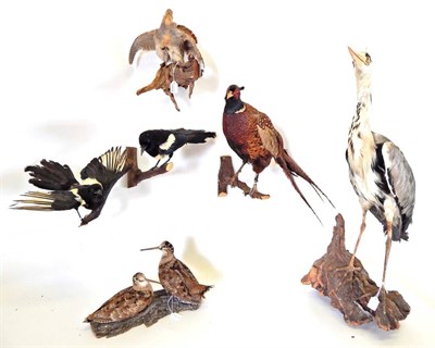 Lot 208 - Taxidermy: A Collection of Countryside Birds, circa late 20th century, to include - Grey Heron full