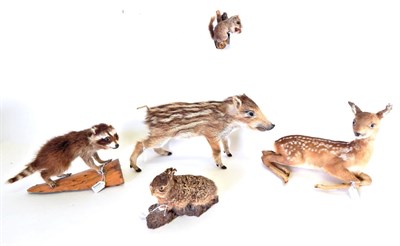 Lot 209 - Taxidermy: A Collection of Countryside Animals, circa late 20th century, to include - European Wild