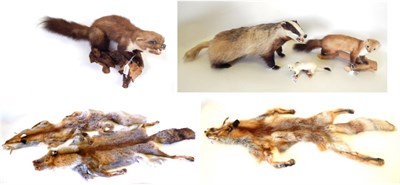 Lot 210 - Taxidermy: A Collection of Countryside Animals, circa late 20th century, to include - European...