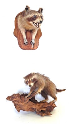 Lot 211 - Taxidermy: Common Racoon (Procyon lotor), circa late 20th century, forepart mount with mouth agape