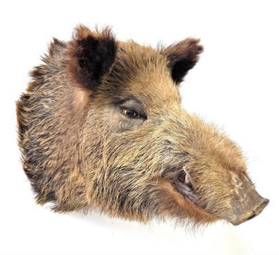 Lot 212 - Taxidermy: European Wild Boar (Sus scrofa), circa late 20th century, shoulder mount looking...