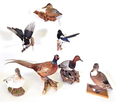 Lot 213 - Taxidermy: A Collection of Countryside Birds, circa late 20th century, to include - Ringnecked...