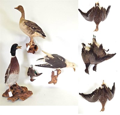 Lot 214 - Taxidermy: A Collection of Waterbirds, circa late 20th century, to include - a Mallard Duck...