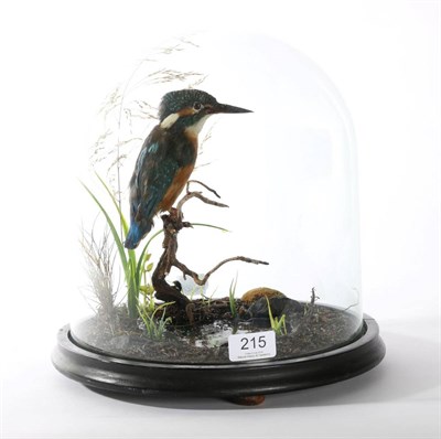 Lot 215 - Taxidermy: Common Kingfisher (Alcedo athis), modern, perched upon a small branch above a...