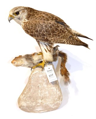 Lot 217 - Taxidermy: Gyr Saker Hybrid Falcon (Falco rusticolus X Falco cherrug), circa 2018, captive...