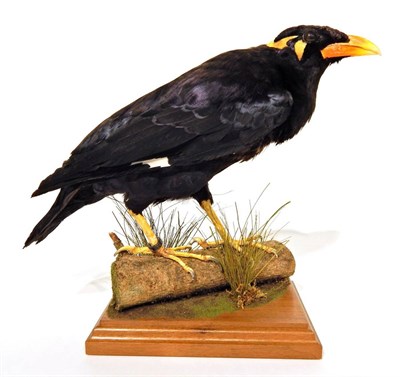 Lot 218 - Taxidermy: Common Hill Myna (Gracula religiosa), modern, full mount stood upon a small cut log with