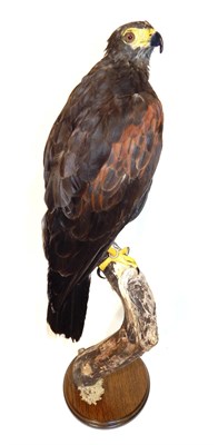 Lot 219 - Taxidermy: Harris Hawk (Parabuteo unicinctus), modern, full mount perched atop a tree stump,...