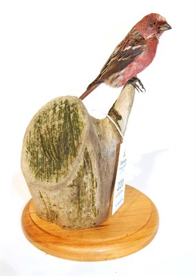 Lot 220 - Taxidermy: Purple Finch (Haemorhous purpureus), modern, full mount male perched atop a tree...