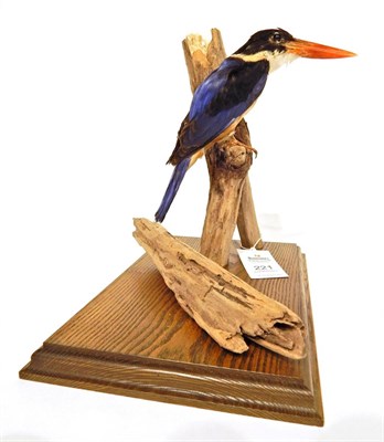 Lot 221 - Taxidermy: Black-capped Kingfisher (Halcyon pileata), modern, full mount perched upon a tree stump