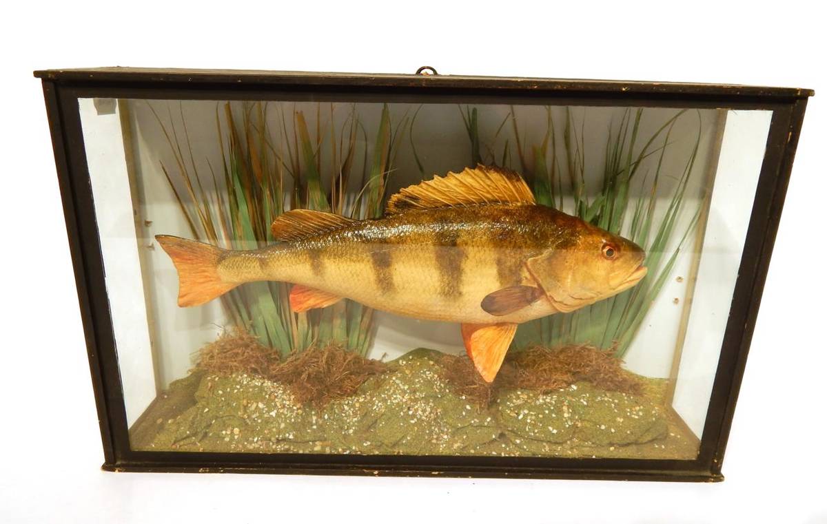 Lot 222 - Taxidermy: Cased Perch (Perca), modern, a faux cast Perch mounted within a natural riverbed...