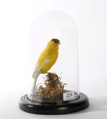 Lot 224 - Taxidermy: Domestic Canary (Serinus canaria domestica), circa early 20th century, full mount...