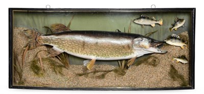 Lot 226 - Taxidermy: A Large Cased Pike (Esox lucius), circa 1996, weight 26lb 2oz, Cropston Reservoir,...