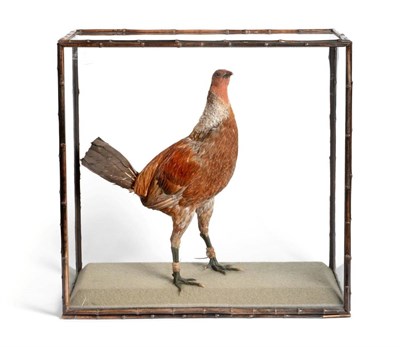 Lot 227 - Taxidermy: Rowland Ward Gamecock, circa 1900-1920, full mount fighting cockerel, with trimmed...