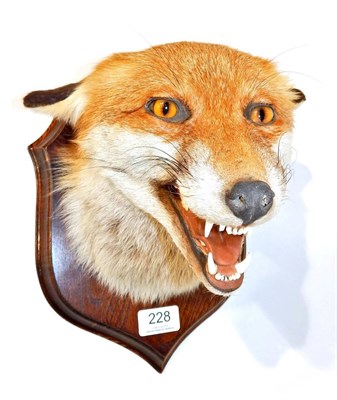 Lot 228 - Taxidermy: Red Fox Mask (Vulpes vulpes), circa 1994/95, Red Fox mask with mouth agape in aggressive