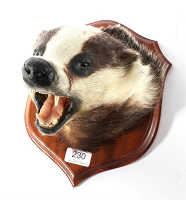 Lot 230 - Taxidermy: European Badger (Meles meles), circa late 20th century, by John Hallett Taxidermy 21...