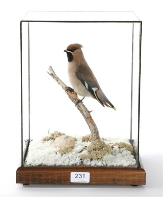 Lot 231 - Taxidermy: Bohemian Waxwing (Bombycilla garrulus), circa 20th century, full mount male bird perched