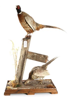 Lot 232 - Taxidermy: Ring-Necked Pheasants (Phasianus colchicus), circa late 20th century, a pair of full...