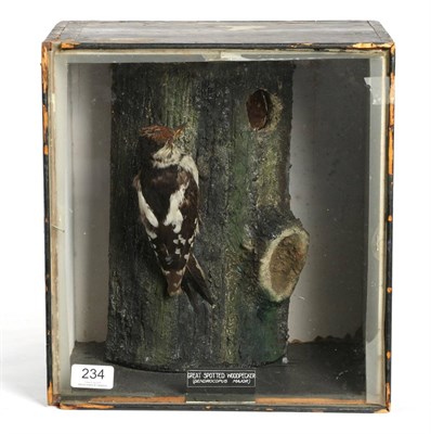 Lot 234 - Taxidermy: Greater Spotted Woodpecker (Dendrocopos major), circa early 20th century, full mount...