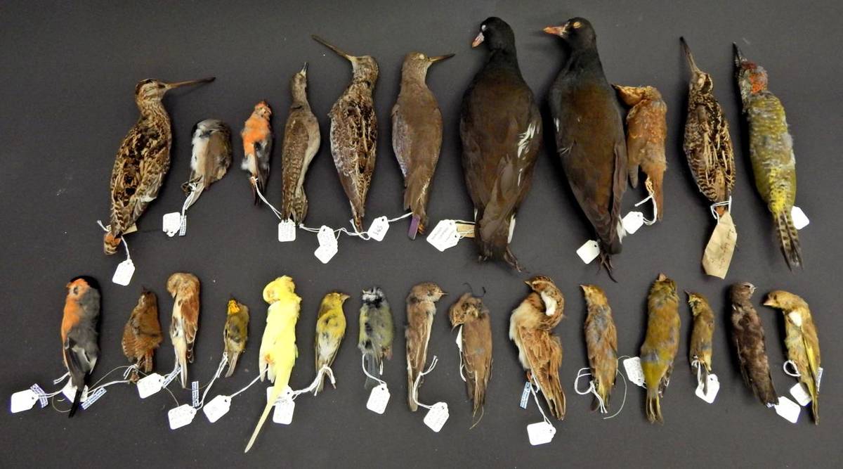 Lot 235 - Taxidermy: A Collection of Twenty-Six