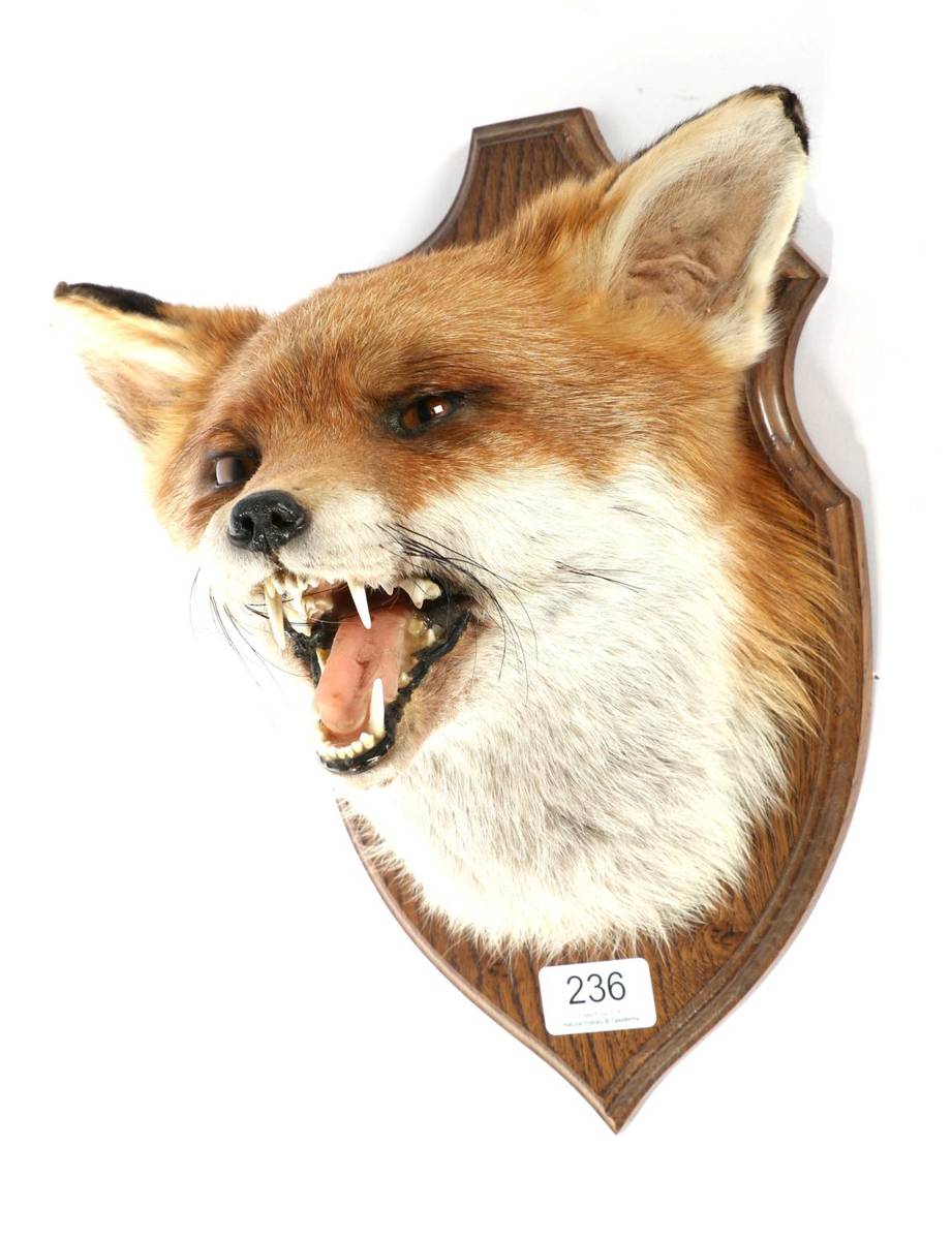 Lot 236 - Taxidermy: Red Fox Mask (Vulpes vulpes), circa 1994/95, Red Fox mask with mouth agape in aggressive