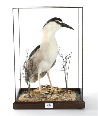 Lot 237 - Taxidermy: Black-Crowned Night Heron (Nycticorax nycticorax), circa 20th century, full mount...