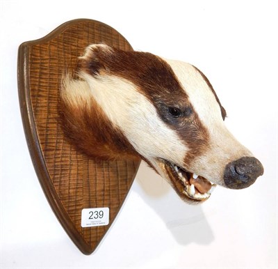 Lot 239 - Taxidermy: European Badger (Meles meles), circa late 20th century, female head mount with mouth...