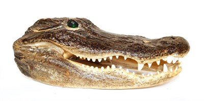 Lot 240 - Taxidermy: American Alligator (Alligator mississippiensis), modern, head mount with jaw...