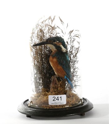 Lot 241 - Taxidermy: Common Kingfisher (Alcedo athis), full mount perched atop a small stump, amongst...