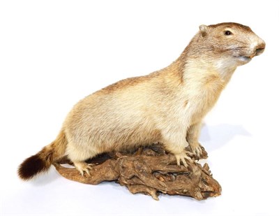 Lot 242 - Taxidermy: Alpine Marmot (Marmota marmota), circa late 20th century, full mount with head raised in