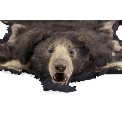 Lot 243 - Taxidermy: Sloth Bear (Melursus ursinus), by Van Ingen & Van Ingen, Mysore, India, circa 1955, skin