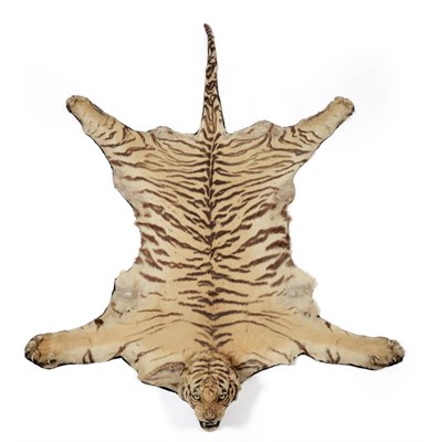 Lot 244 - Taxidermy: Bengal Tiger (Panthera tigris tigris), by Van Ingen & Van Ingen, Mysore, India, No...