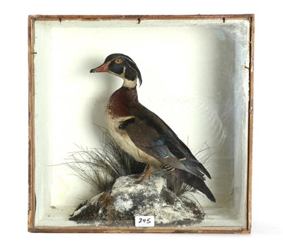 Lot 245 - Taxidermy: Carolina Wood Duck (Aix sponsa) circa 1900, full mount drake stood upon a moss...