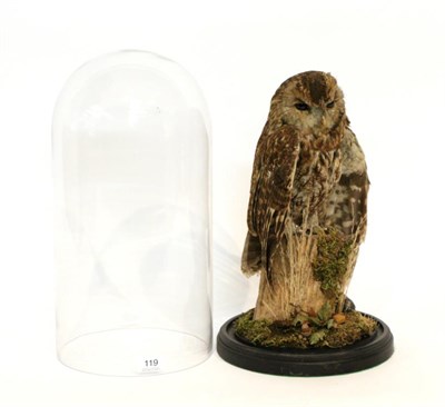 Lot 1 - Taxidermy: Tawny Owl (Strix aluco) circa 2016, by Dave Spatcher, full mount perched atop a cut tree