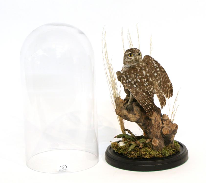 Lot 2 - Taxidermy: Little Owl (Athene noctua), circa 2016, by Dave Spatcher, full mount with head...