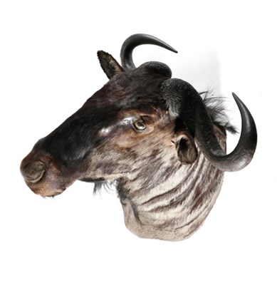 Lot 3 - Taxidermy: Blue Wildebeest (Connochaetes taurinus), modern, shoulder mount with head turning...