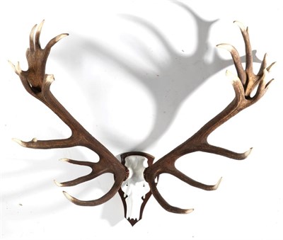 Lot 4 - Antlers: European Red Deer (Cervus elaphus)i, circa late 20th century, impressive large antlers...