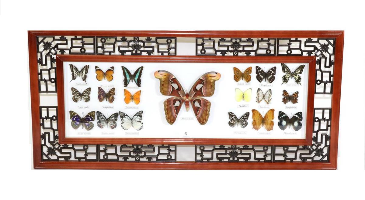 Lot 6 - Taxidermy: An Oriental Style Framed Collection of 19 Various Asian Butterflies and Moths, including