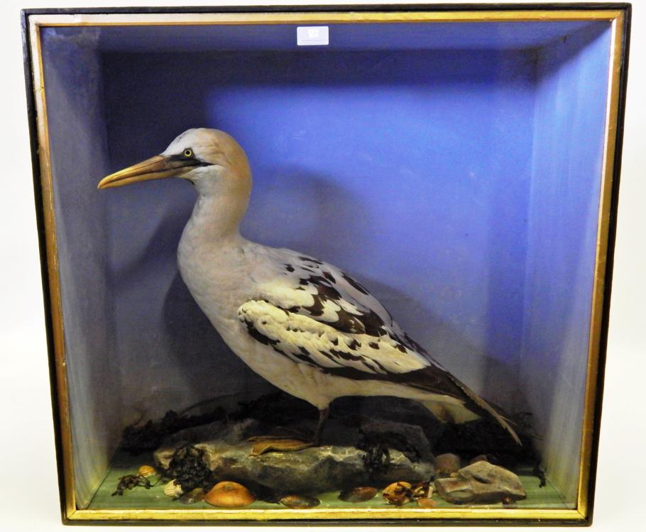Lot 7 - Taxidermy: A Cased Gannet (Morus), circa 1870, in the manner of Henry Shaw, juvenile full mount...