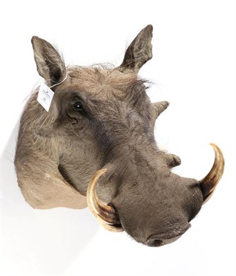 Lot 8 - Taxidermy: Desert Warthog (Phacochoerus aethiopicus), modern, shoulder mount looking straight...