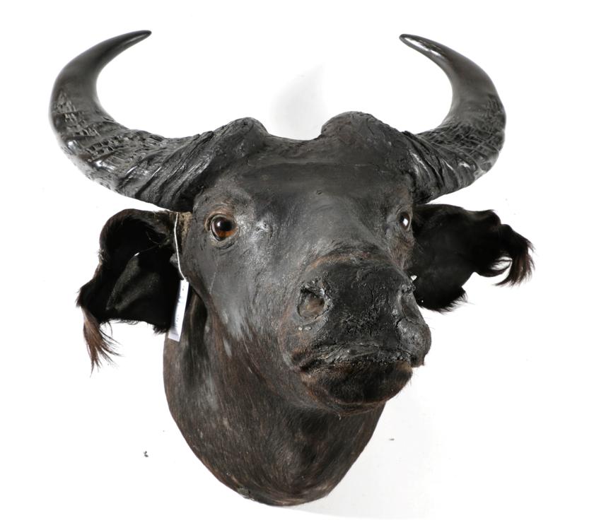 Lot 9 - Taxidermy: Juvenile Southern Savannah Buffalo (Syncerus caffer) circa 1970, head mount looking...