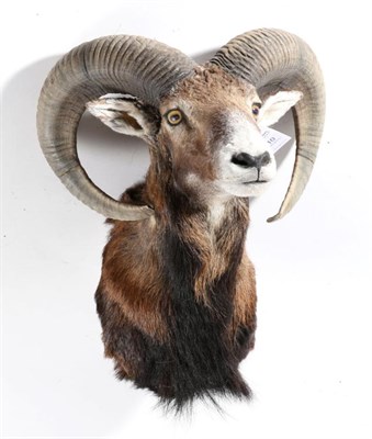 Lot 10 - Taxidermy: European Mouflon (Ovis orientalis musimon), circa 1999, shoulder mount looking...