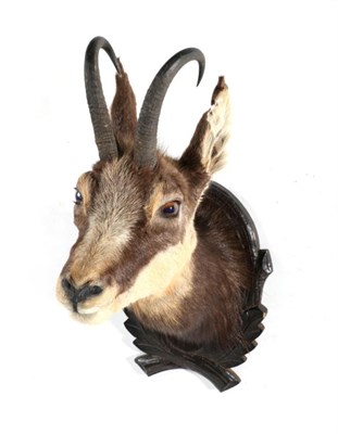 Lot 11 - Taxidermy: Alpine Chamois (Rupicapra rupicapra), circa late 20th century, shoulder mount...