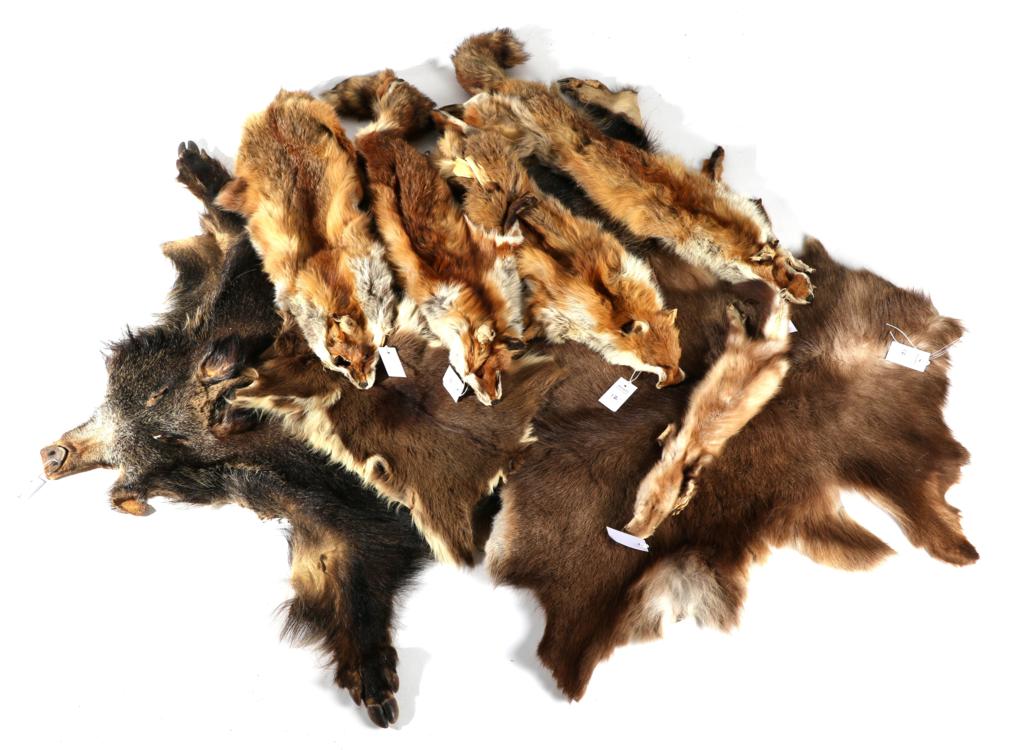 Lot 12 - Taxidermy: A Collection of Animals Hides, modern, to include: European Wild Boar full prepared...