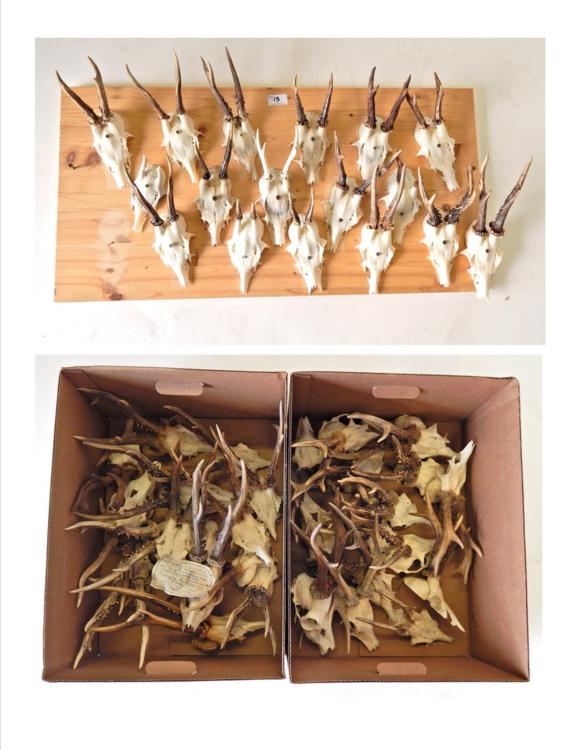 Lot 13 - Antlers: Roe Buck (Capreolus capreolus), circa 1970-1980, a quantity of adult antlers on cut...