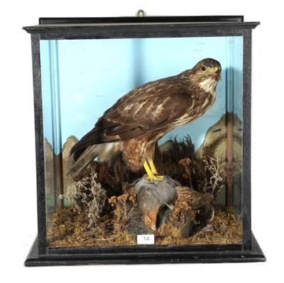 Lot 14 - Taxidermy: Common Buzzard (Buteo buteo) circa 1976, full mount female bird with a Partridge...