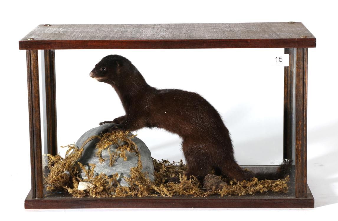 Lot 15 - Taxidermy: Mink (Neovison vison) circa late 20th century, full mount enclosed within an oak...